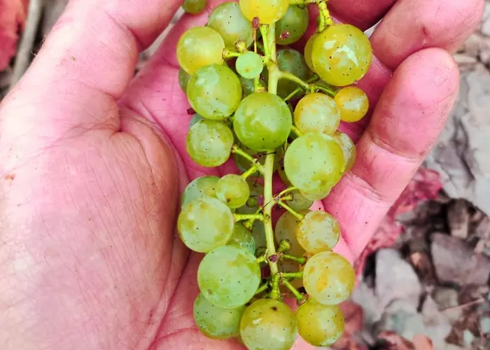 Apartamento Ferienweingut Gansen / Hochgenuss 1 *