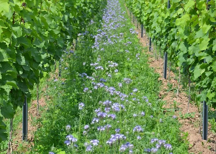 Ferienweingut Gansen / Hochgenuss 1 Apartamento Ernst