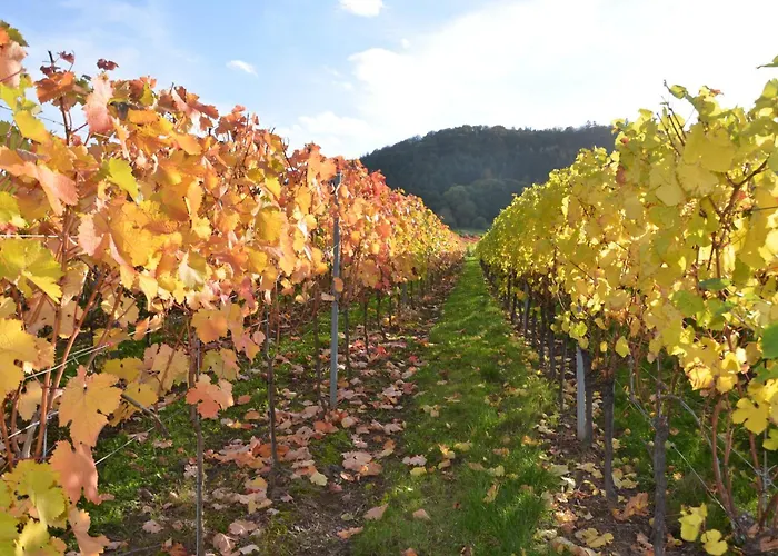 Ferienweingut Gansen / Hochgenuss 1 Apartamento *